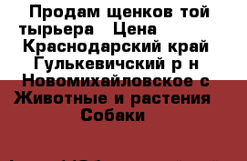 Продам щенков той-тырьера › Цена ­ 5 000 - Краснодарский край, Гулькевичский р-н, Новомихайловское с. Животные и растения » Собаки   
